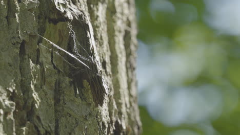 a small spider web hung from a piece of bark on an old thick tree - close-up on a scrap of it