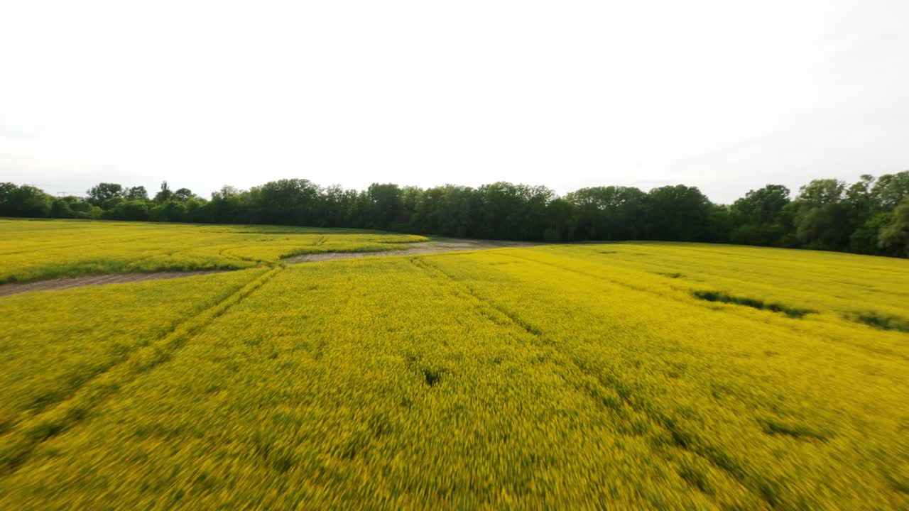 Panoramic sideways aerial movement towards the rapeseed main path in spring season, Poland