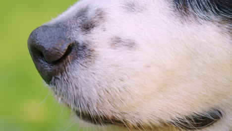 high angle close up shot of the sniffing nose of a dog