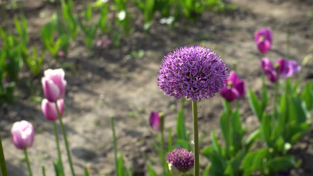 las flores de allium gladiador florecen en el jardín de primavera. las flores púrpuras crecen en el paisaje