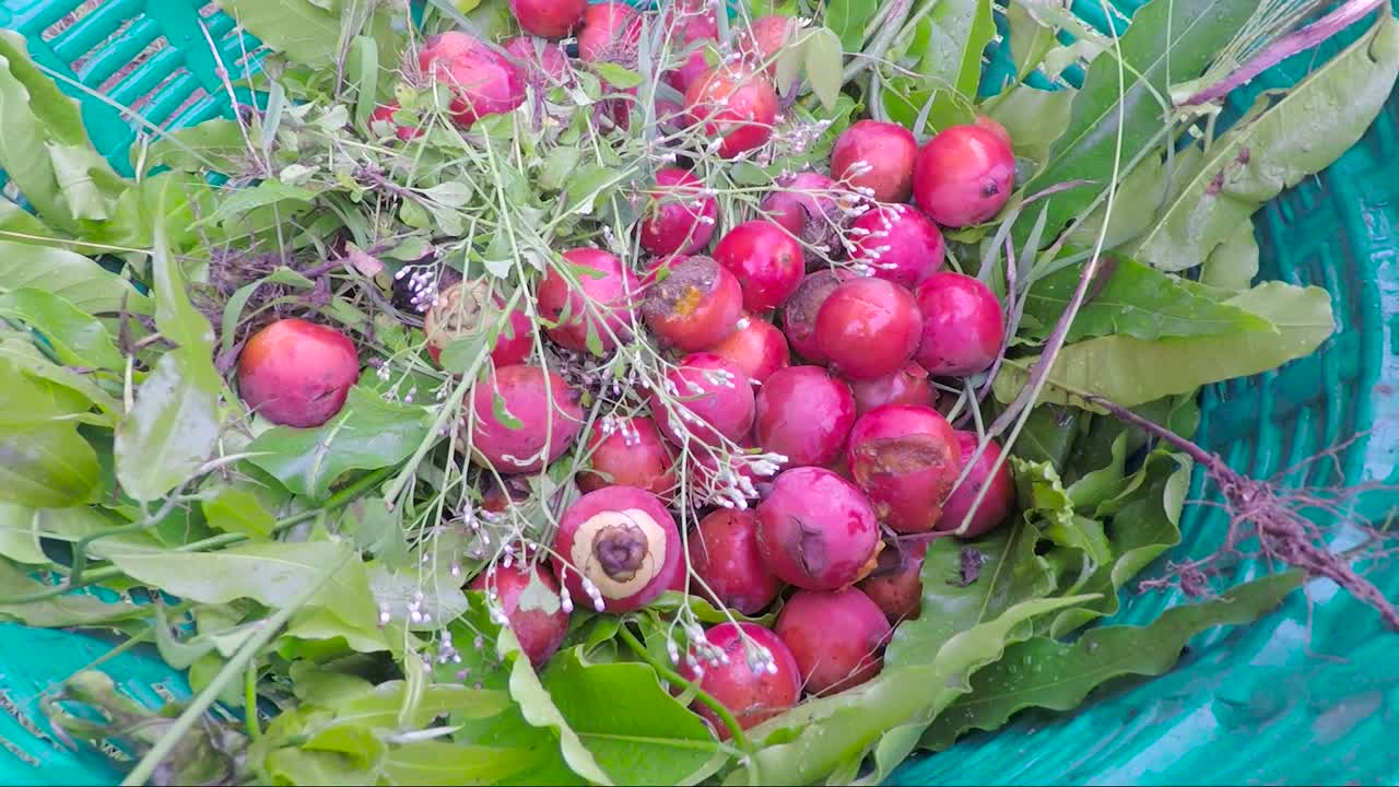 frutos rojos que el agricultor ha recogido en una cesta