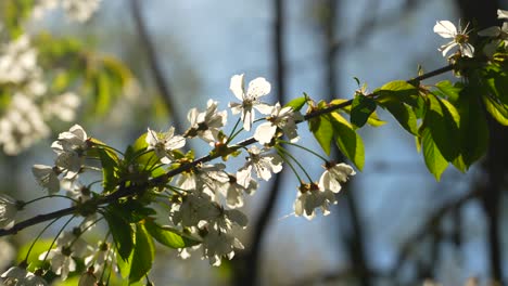 blossom glitters in spring on windy sunny day