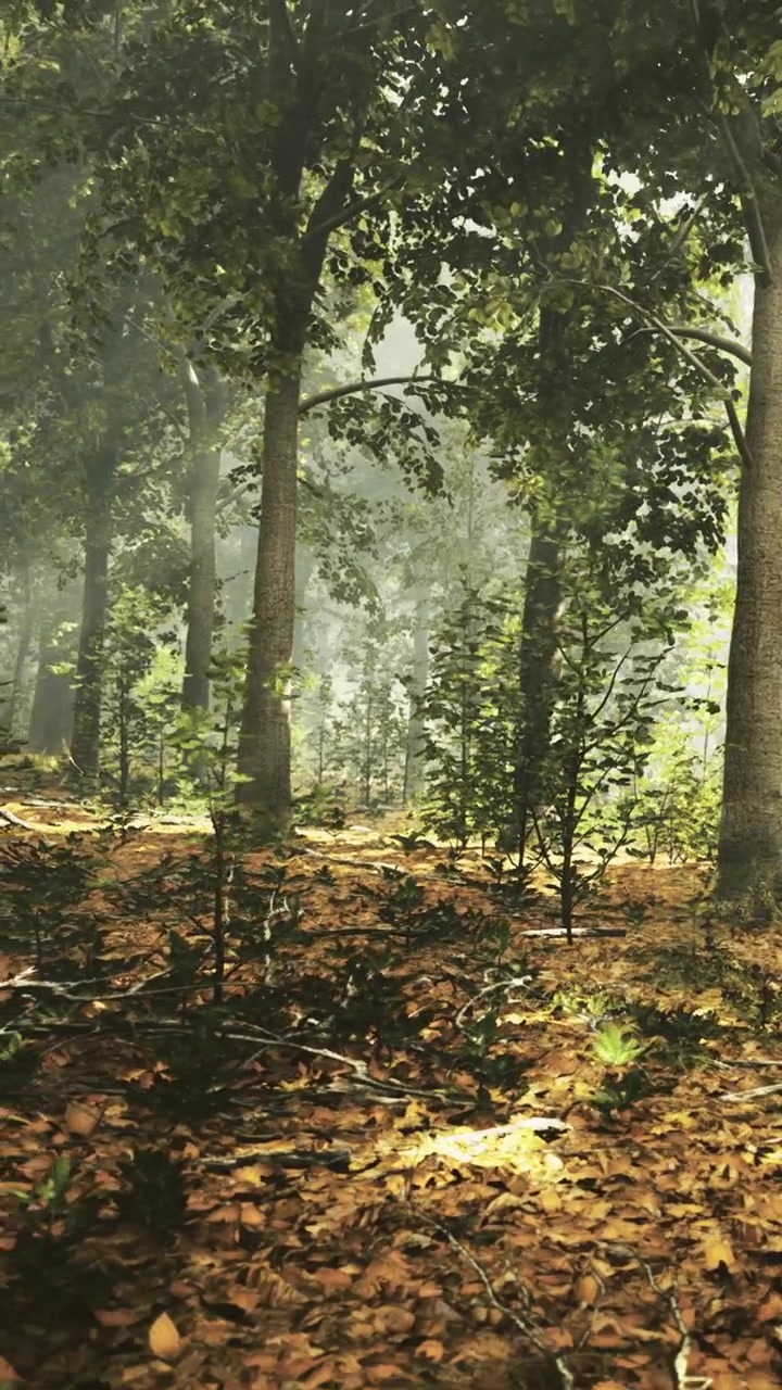 La luce del sole filtra tra gli alberi in una foresta rigogliosa durante una mattina tranquilla.