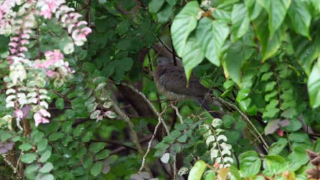 una paloma descansa a la sombra en una rama de un árbol en la isla de hawai