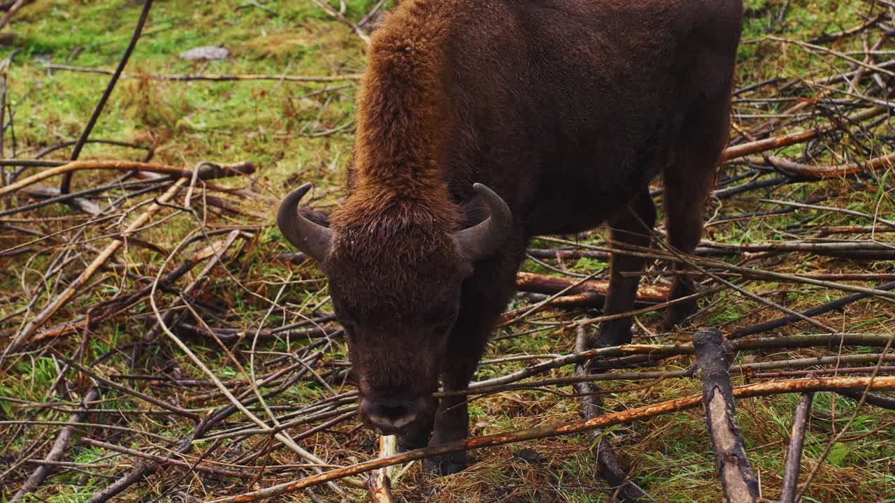 European Bison in a Forest