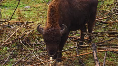 european bison in a forest