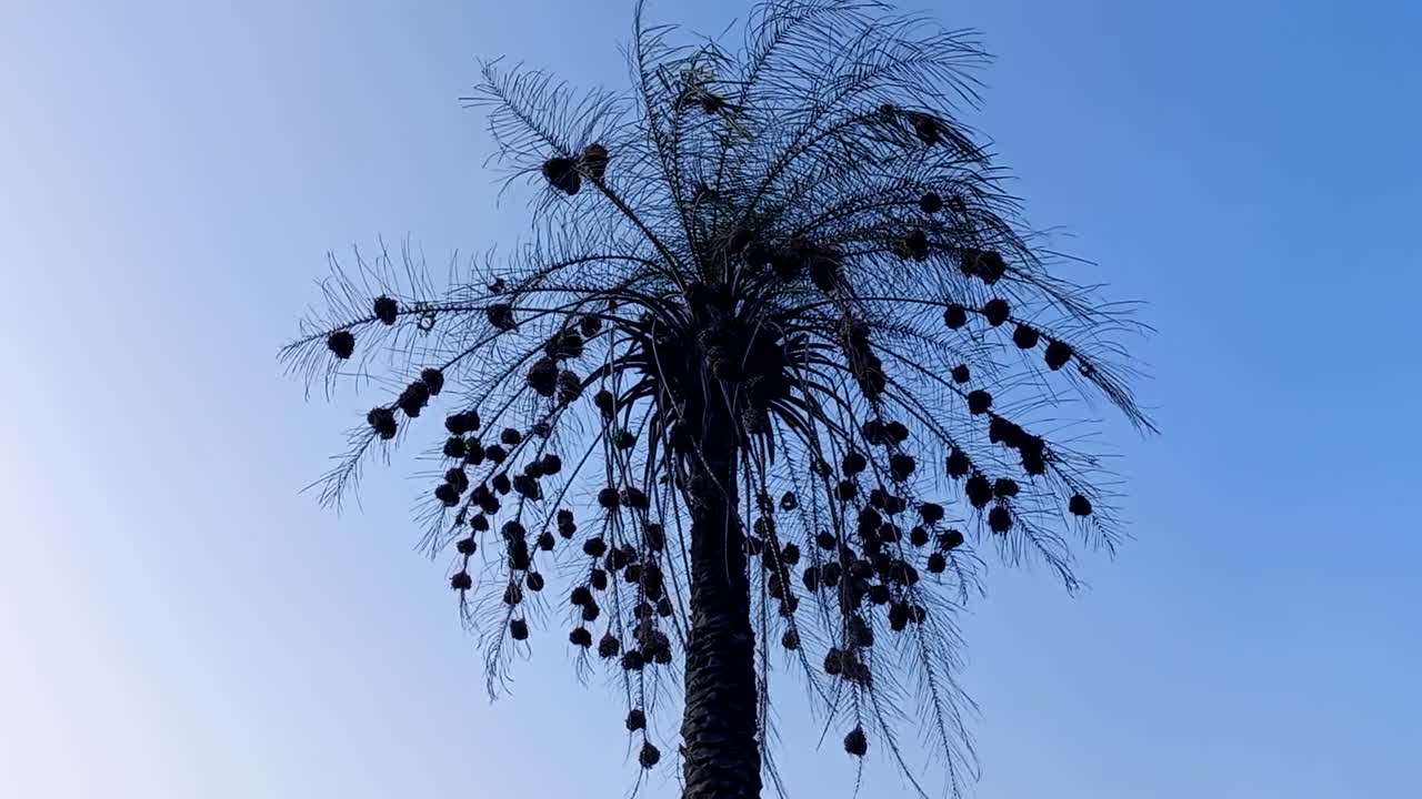 Several birds' nests hanging from a palm tree, in the forest of Guinea Bissau