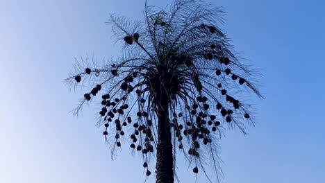 several birds' nests hanging from a palm tree, in the forest of guinea bissau