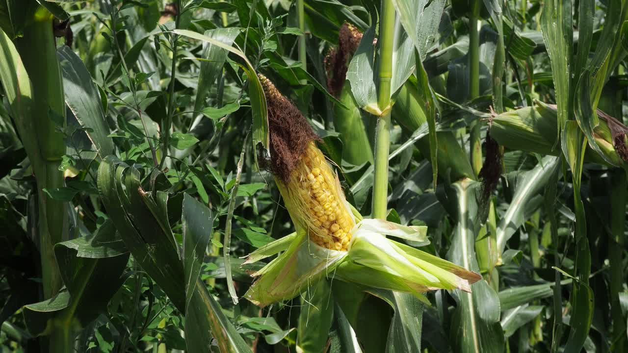 campo de maíz, plantas verdes maduras, maíz, mazorca de maíz dulce, agricultura