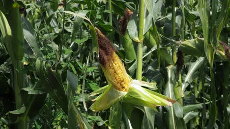 Corn-Field,-Mature-Green-Plants,-Maize,-Sweet-Corn-Cob,-Agriculture