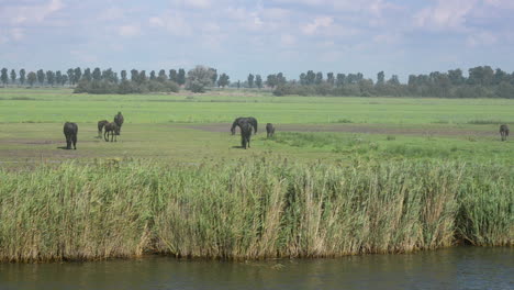 black frisian horses in a meadow, tracking shot from a passing boat