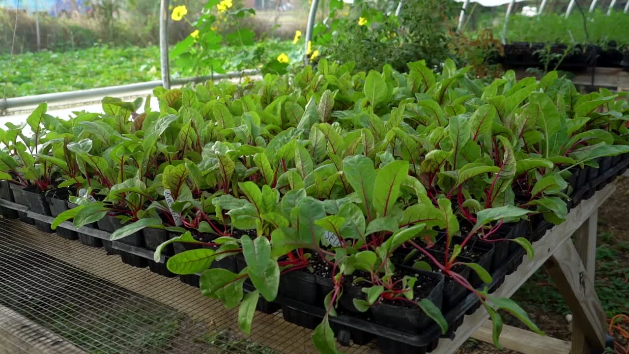 작은 채소 식물은 작은 용기에 심어진다