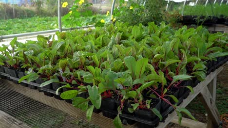 small vegetable plants are planted in small containers