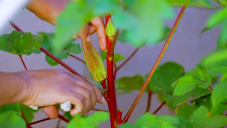 Picking-okra-when-it-is-ripe-and-before-the-pod-flowers-with-pruning-shears---slow-motion