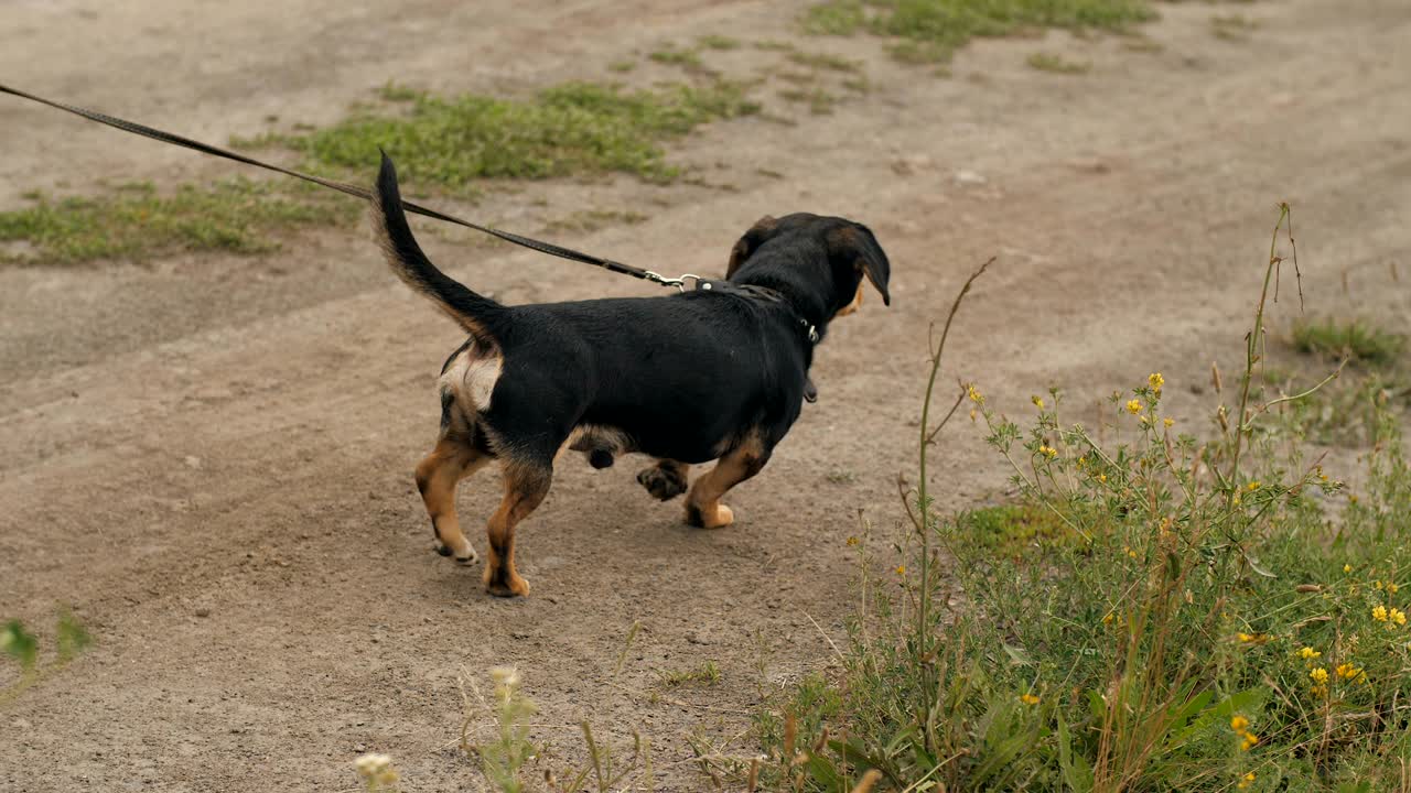 el perro camina con la correa.