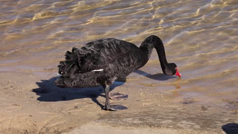 un cisne negro se acerca y bebe agua