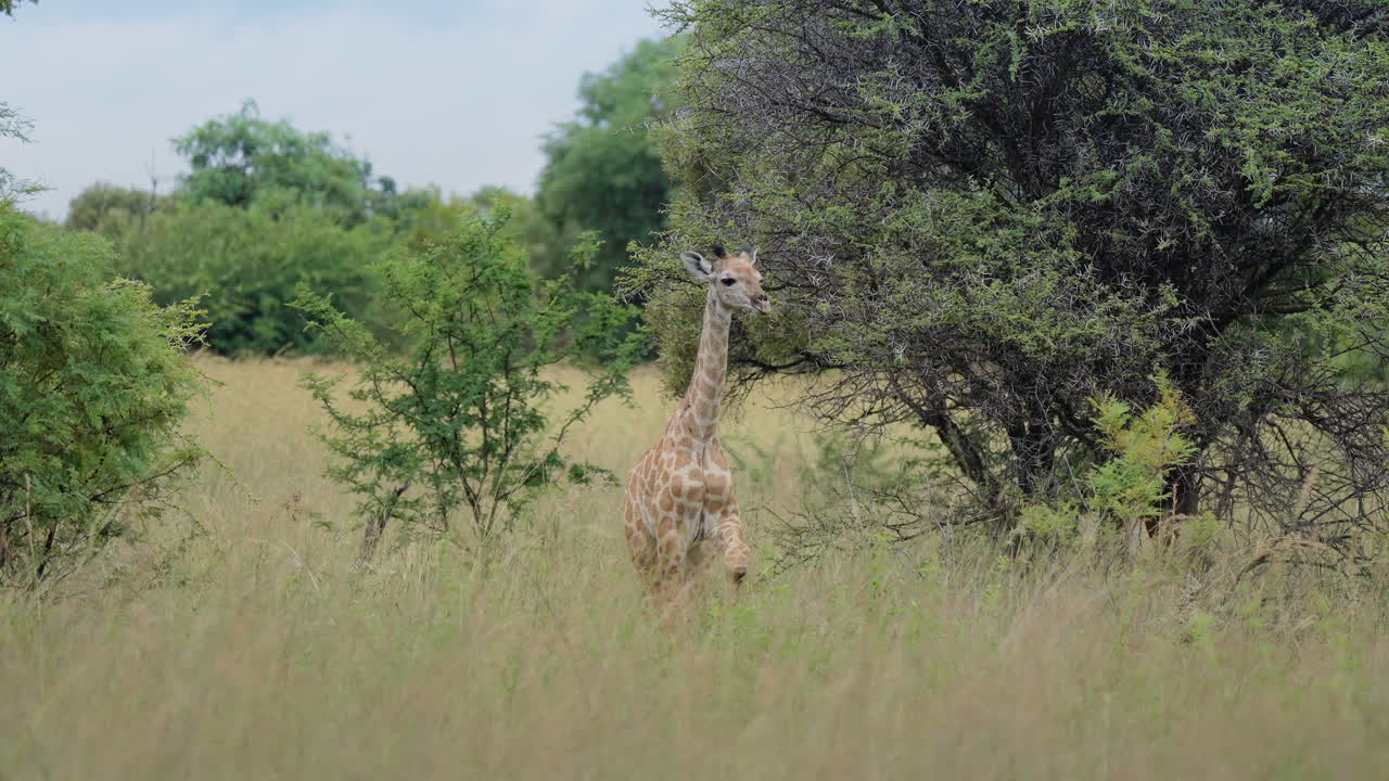 Baby Giraffe in African Grassland