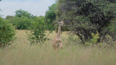 baby giraffe in african grassland