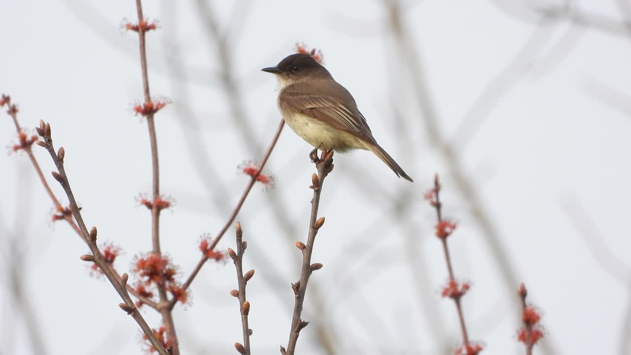 Closeup Of Eastern Phoebe Perched On Branch With Small Red Buds. wide shot