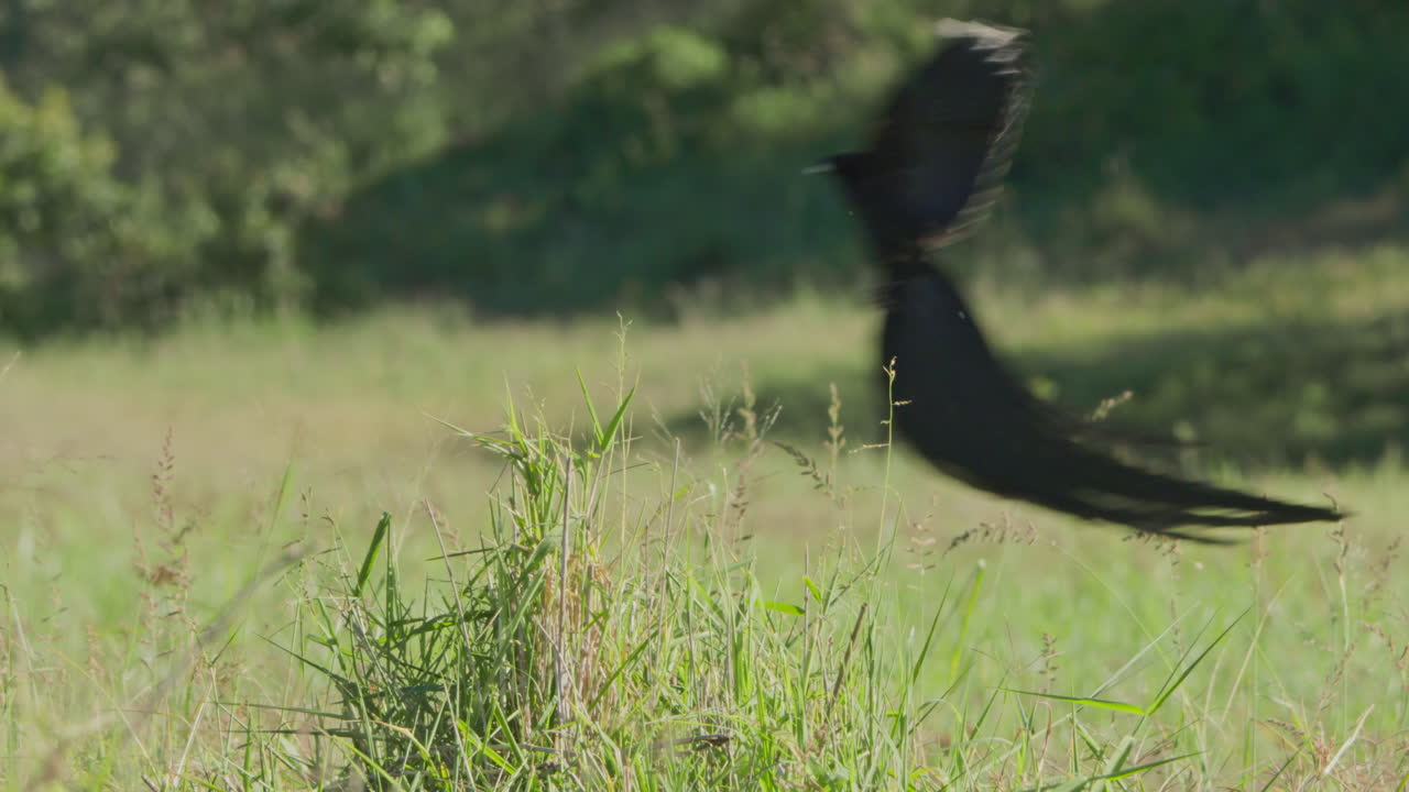 Erba verde lussureggiante in un campo soleggiato con un uccello in volo