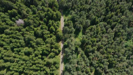 Road-through-the-evergreen-forest.-Aerial