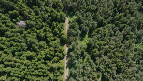 road through the evergreen forest. aerial