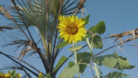 Sonnenblumenfarm-Bei-Sonnenuntergang-Mit-üppigen-Grünen-Blättern-Auf-Einem-Bauernhof-In-Afrika