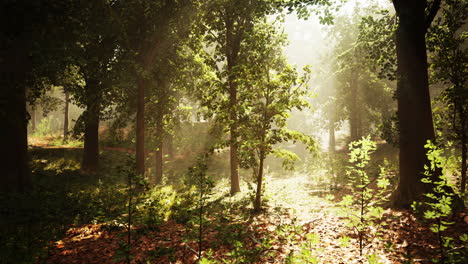 sunbeams illuminating a deep forest