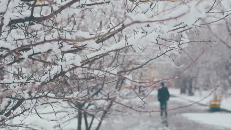 Largas-Ramas-De-árboles-Con-Nieve-Blanca-Derritiéndose-Contra-El-Parque.