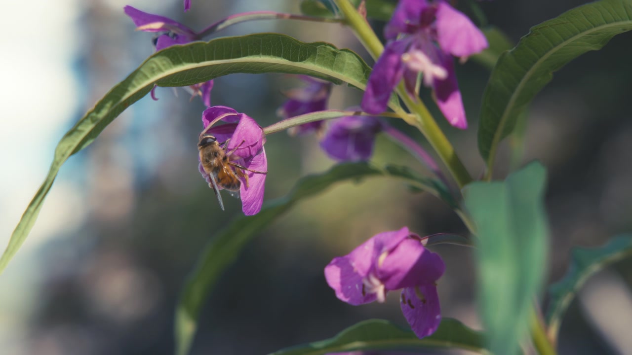 Lebah mengumpulkan nektar dari bunga fireweed