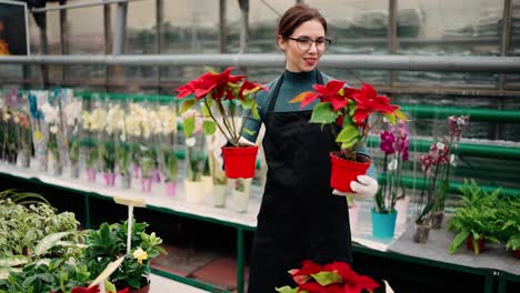 mujer joven en el invernadero con flores chequea una olla de flores rojas en el estante