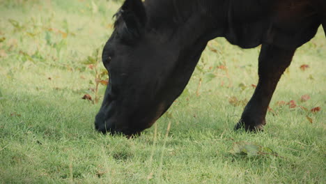 cabeza de vaca comiendo hierba en un día soleado