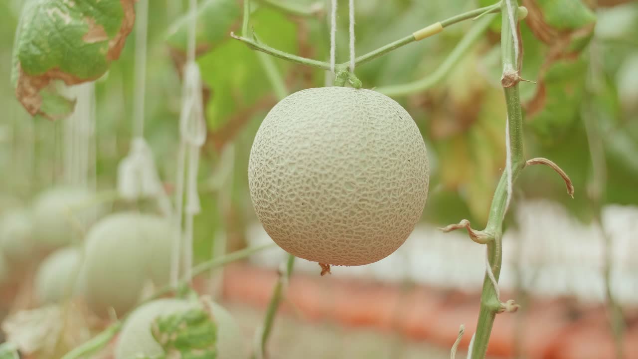 melón en el invernadero de la granja de melones