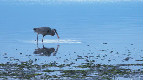 gran garza azul acechando y pescando en el océano al atardecer