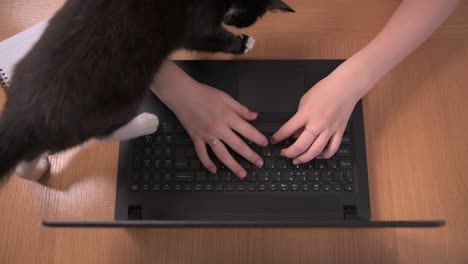 cat interrupts woman trying to work from home