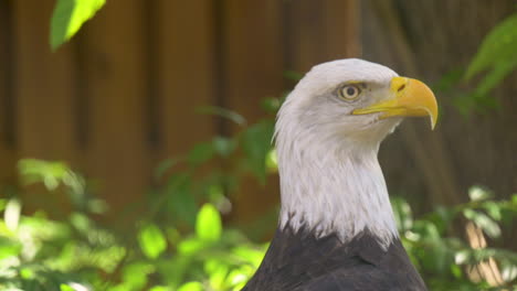 primer plano de un águila calva mirando atentamente su entorno