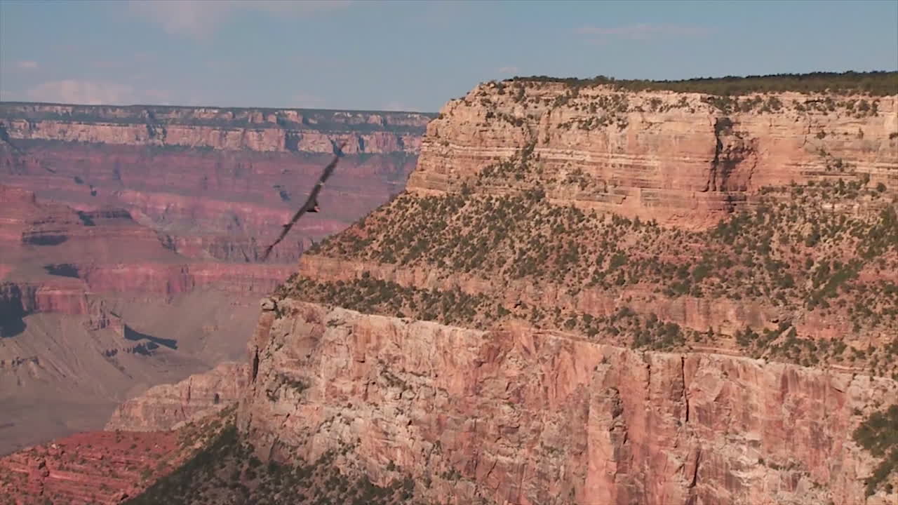 un cóndor se eleva sobre el parque nacional del gran cañón 1
