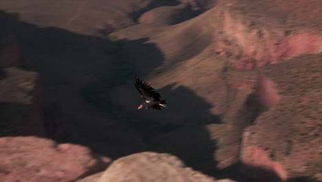 a condor soars over grand canyon national park 1