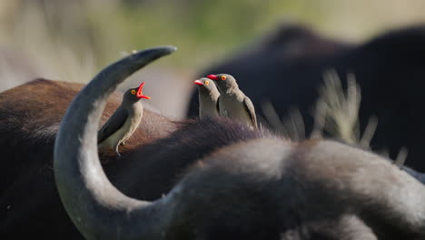 birds perched on a buffalo