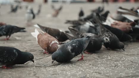 Hermosa-Bandada-De-Palomas-Alimentándose-En-El-Suelo-En-La-Plaza-De-La-Catedral-De-San-Cristobal,-Chiapas-Mexico