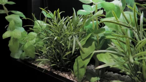 close-up-shot-of-small-plants-in-bright-light-giving-a-strong-green-color-with-dark-background