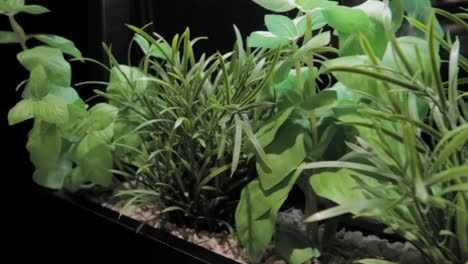 primer plano de plantas pequeñas con luz brillante que dan un color verde fuerte con fondo oscuro
