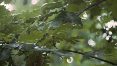 Cerrar-La-Mano-De-Una-Mujer-Con-Una-Hermosa-Manicura-Tocando-Hojas-De-árboles-Verdes,-Sintiendo-La-Naturaleza