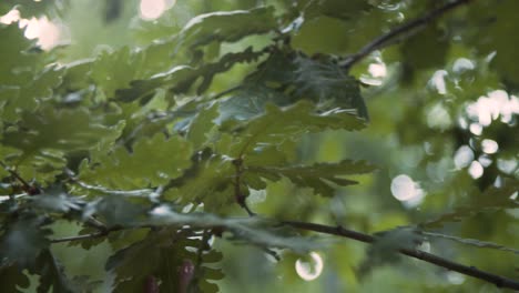 close up woman’s hand with beautiful manicure touching green tree leaves, feeling the nature