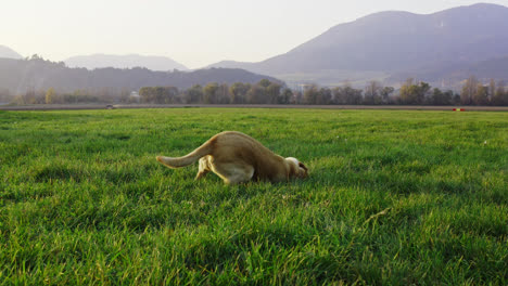 Lustiger-Hund-Kratzt,-Gräbt-Den-Boden-Mit-Seinen-Pfoten-Und-Kopf-Auf-Einer-Wiese-In-Liptov,-Slowakei