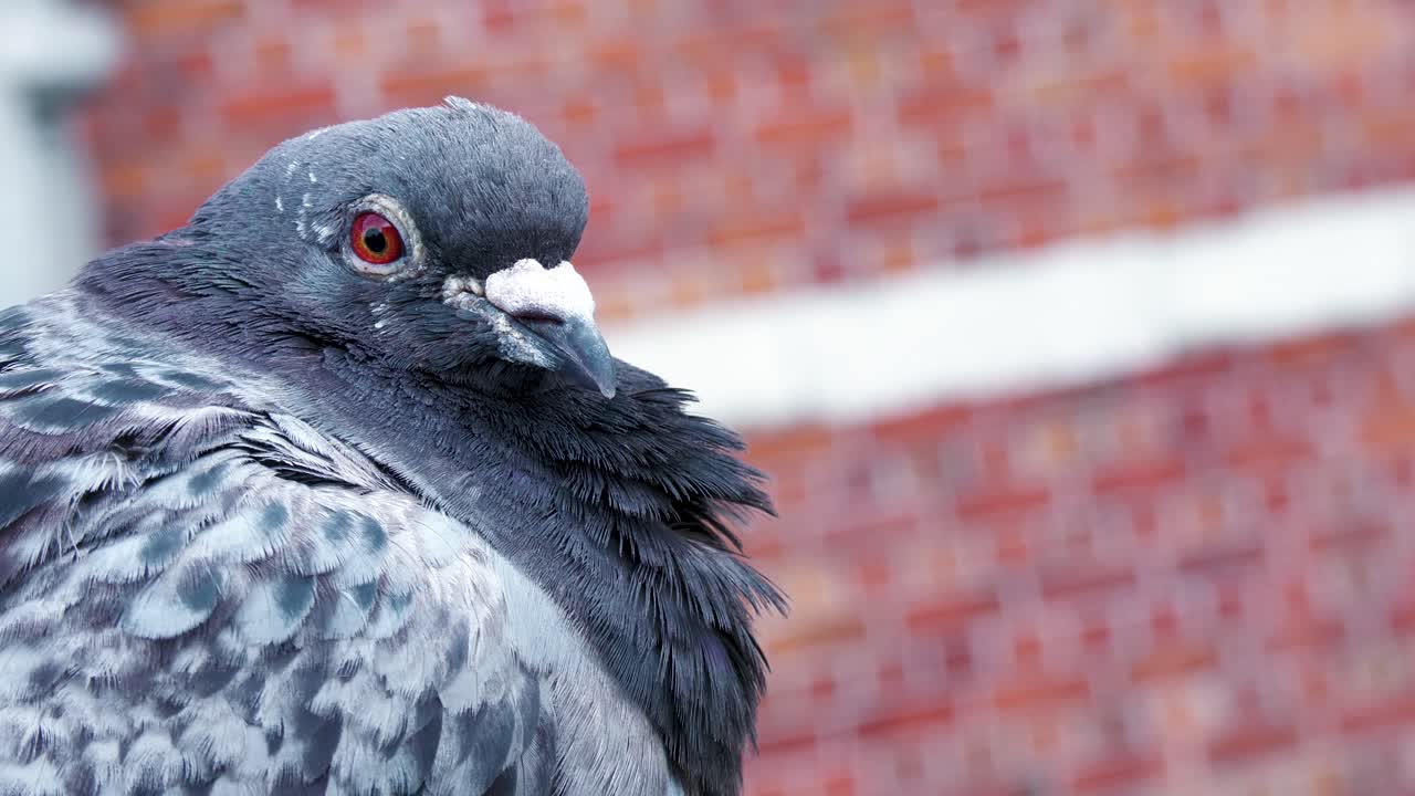 Close-up of a rock pigeon looking around curiously with a brick wall in the background. Detailed urban wildlife portrait captured in natural daylight