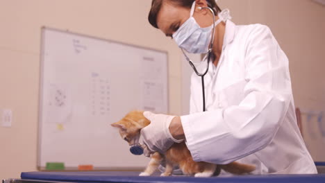 Vet-examining-a-cat