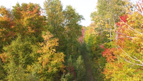 Drone-flight-entering-the-magical-colorful-trees-in-autumn