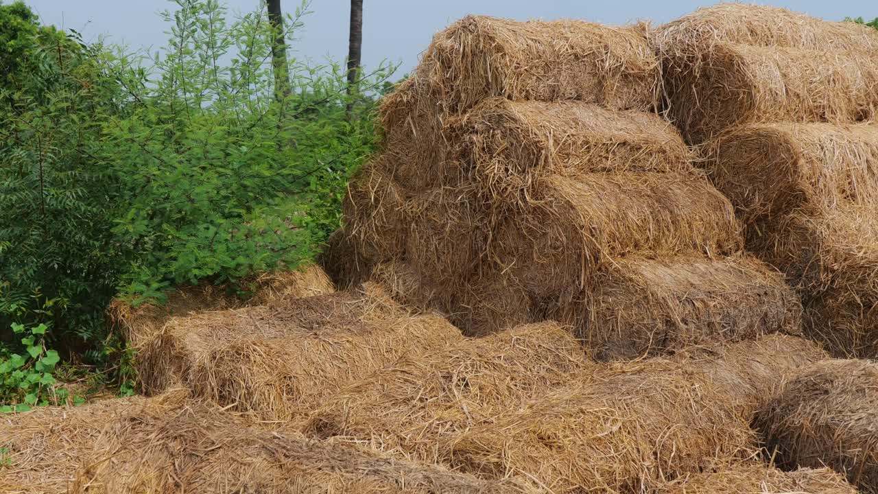 dried straw pile or hay arranged in sequence in agricultural land at telangana, india. day time, pan shot, 4k.