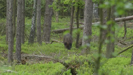 Two-wild-boars-foraging-deep-within-green-woodland-looking-for-food